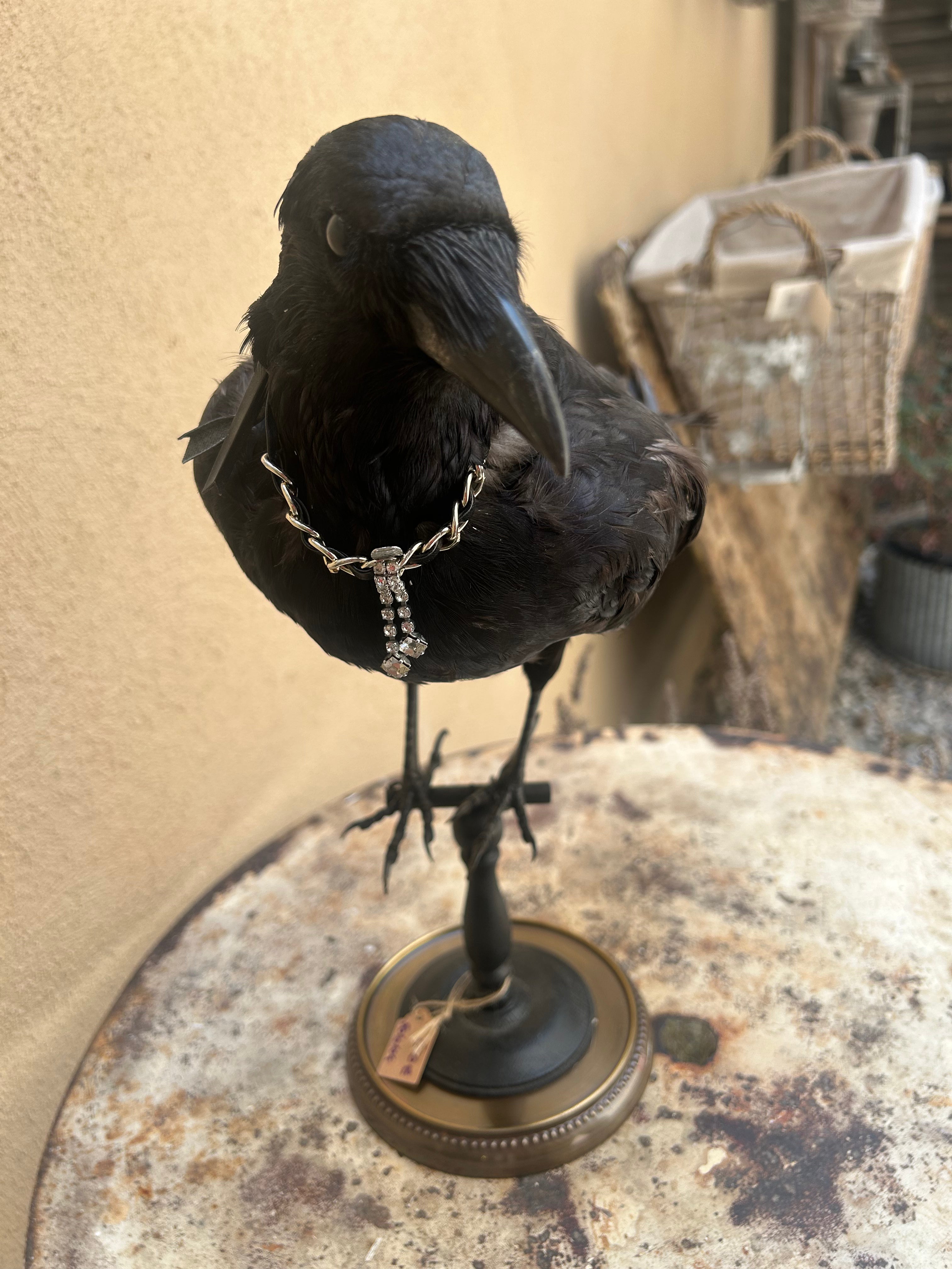 Corbeau naturalisé sur socle bois et métal