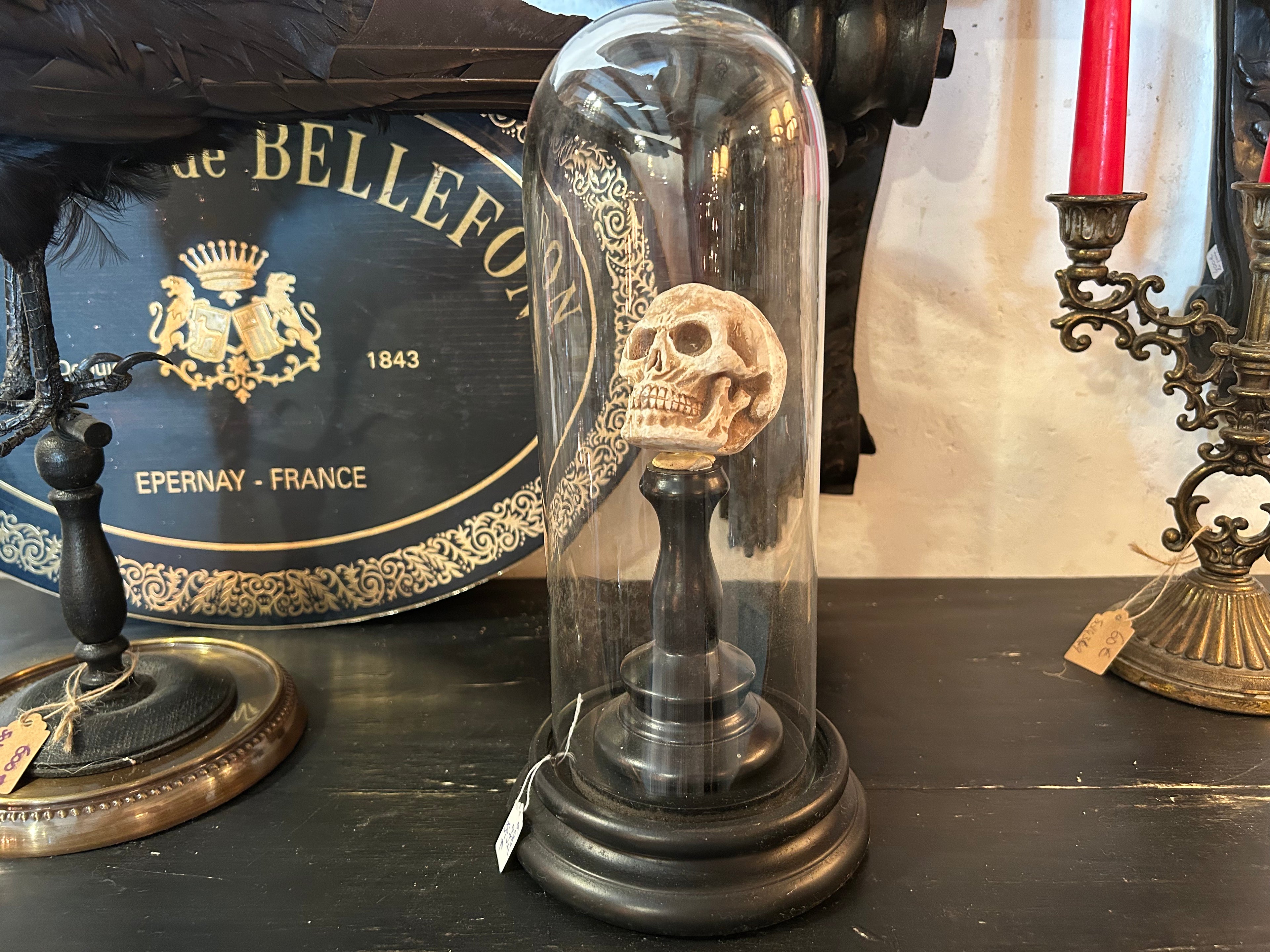 Composition vanité sous globe