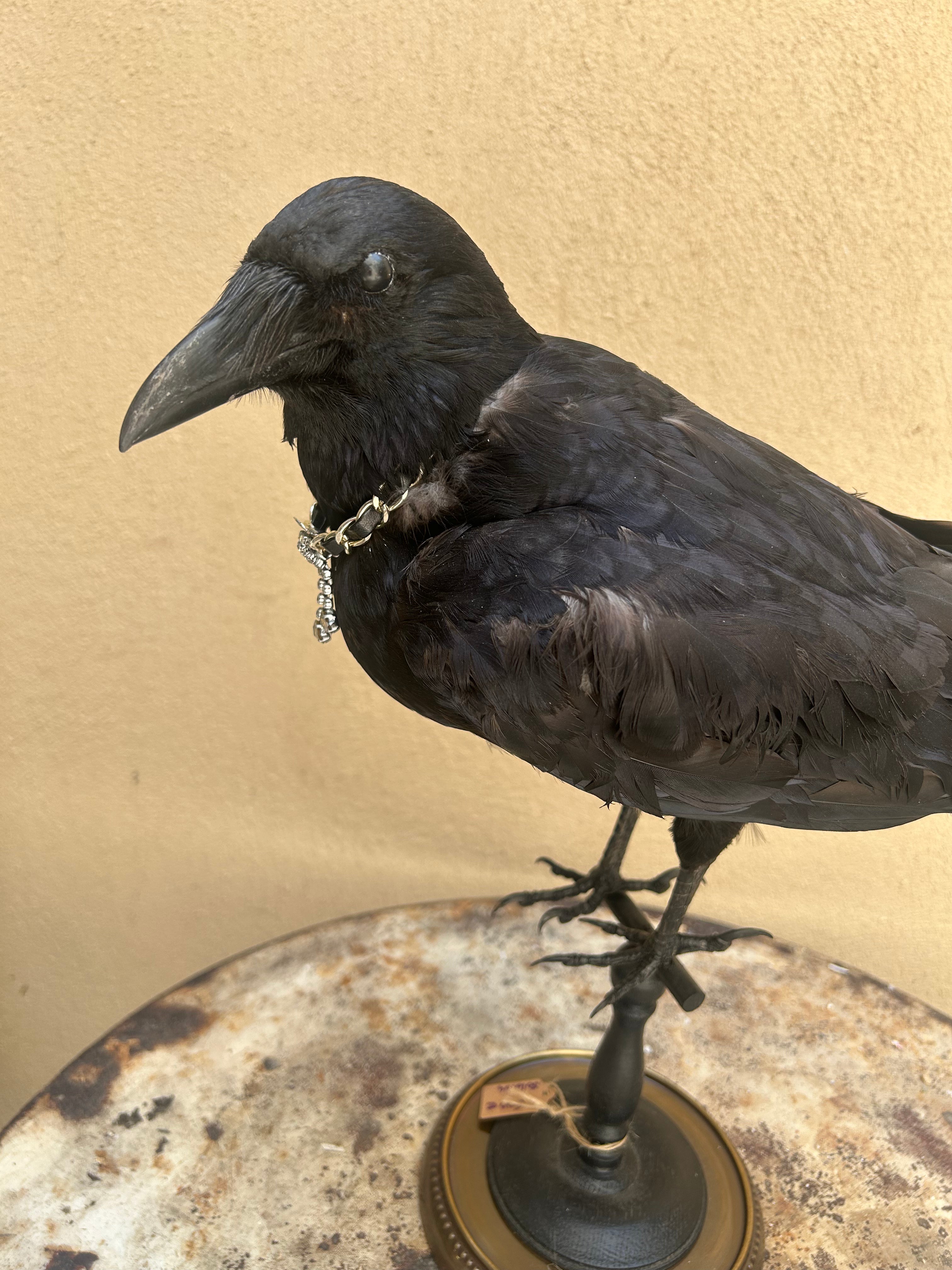 Corbeau naturalisé sur socle bois et métal