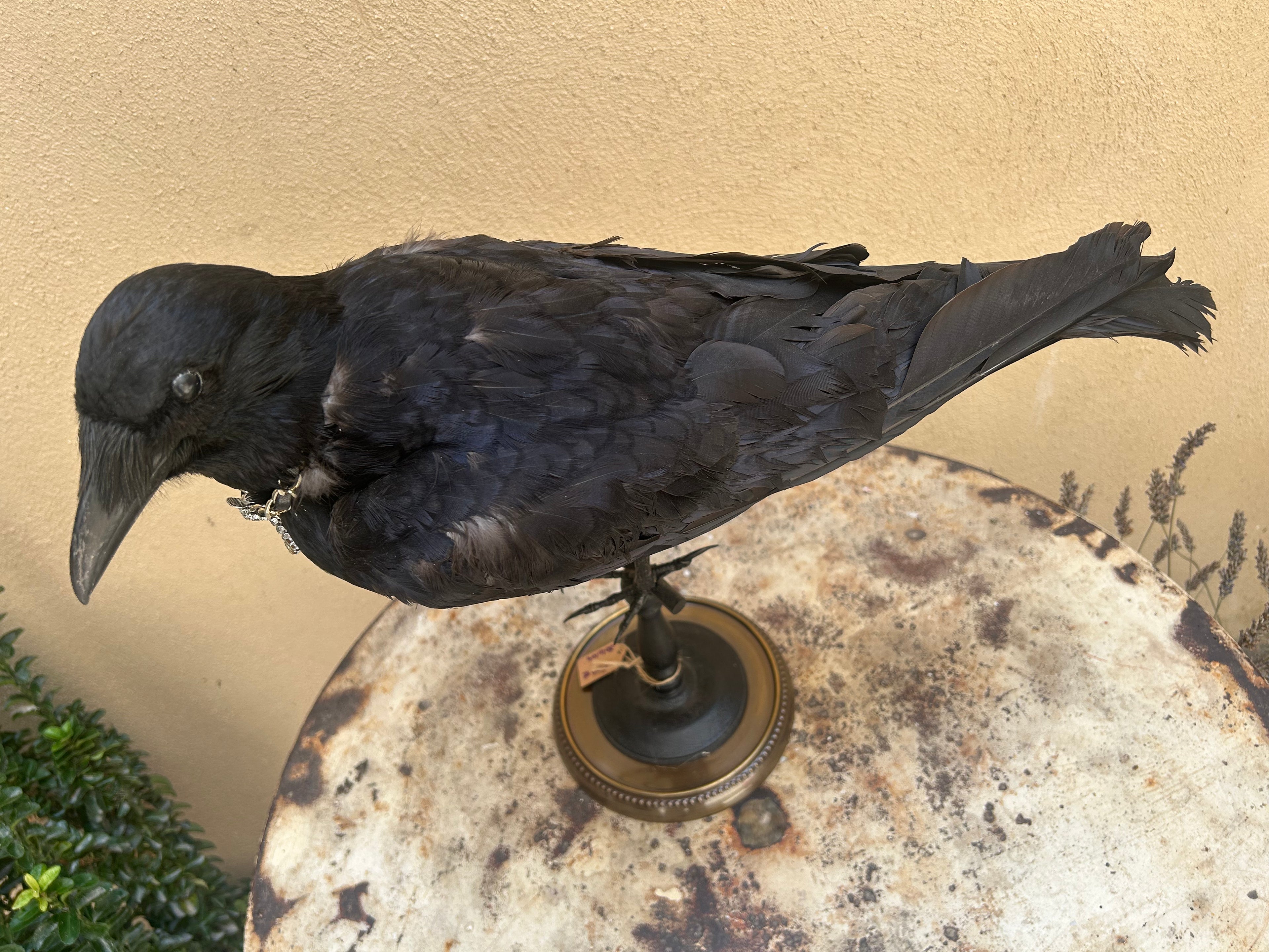 corbeau sur socle