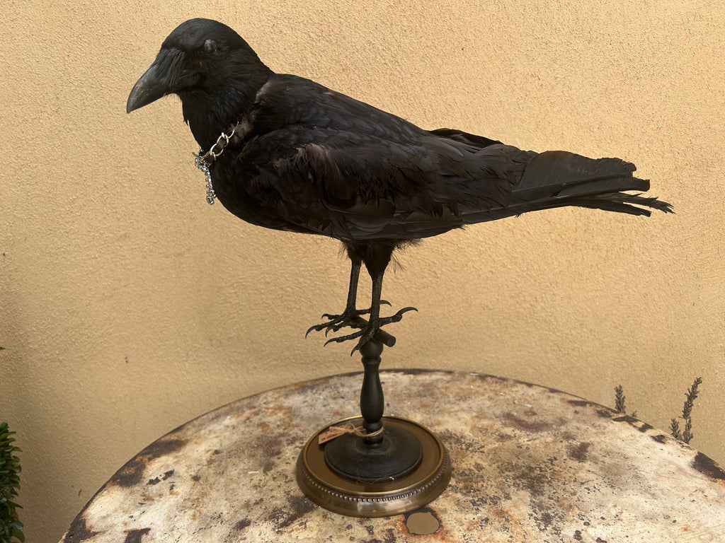 corbeau naturalisé empaillé