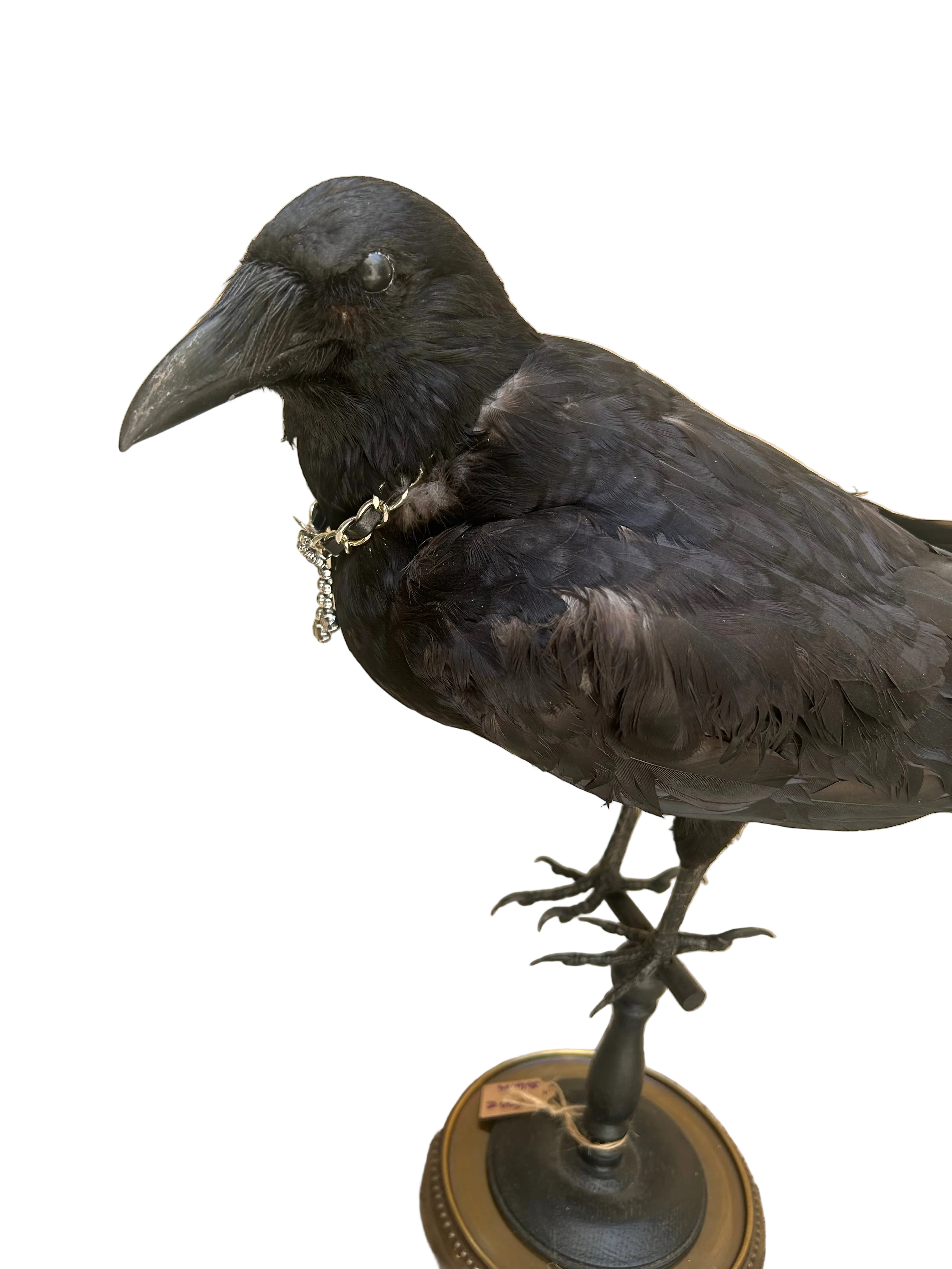 corbeau naturalisé